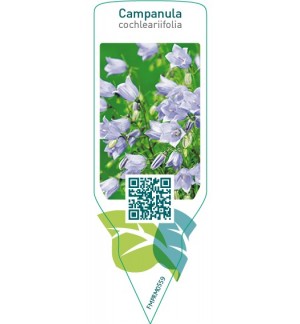 Etichette di Campanula cochleariifolia  blue *