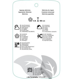 Etichette di Skimmia japonica ‘Rubella’ *