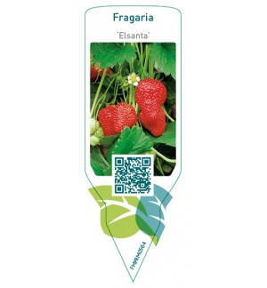 Fragaria ‘'Elsanta'  late