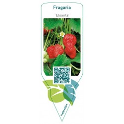 Fragaria ‘'Elsanta'  late