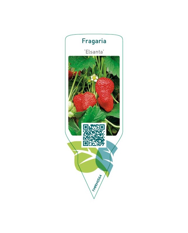 Fragaria ‘'Elsanta'  late