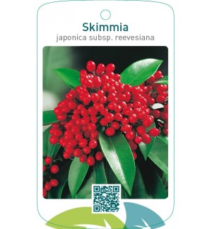 Skimmia japonica subsp. reevesiana