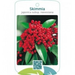 Skimmia japonica subsp. reevesiana