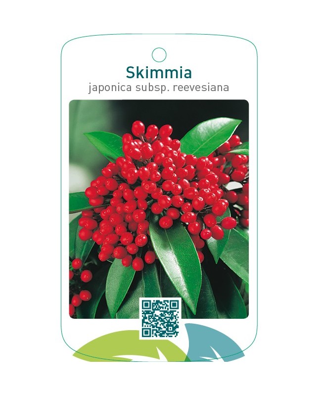 Skimmia japonica subsp. reevesiana