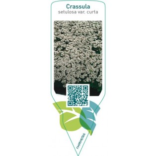 Crassula setulosa var. curta