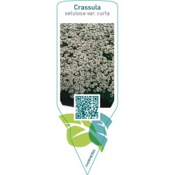 Crassula setulosa var. curta