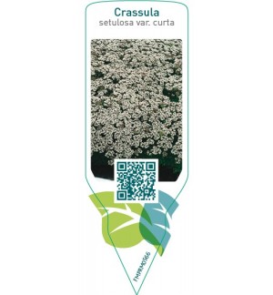 Etichette di Crassula setulosa var. curta *