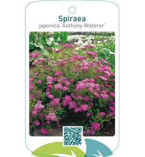 Spiraea japonica ‘Anthony Waterer’
