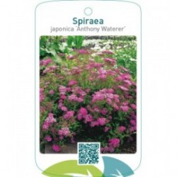 Spiraea japonica ‘Anthony Waterer’