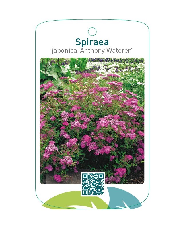 Spiraea japonica ‘Anthony Waterer’