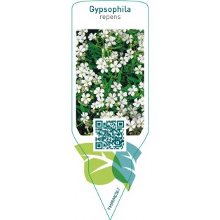 Gypsophila repens  white