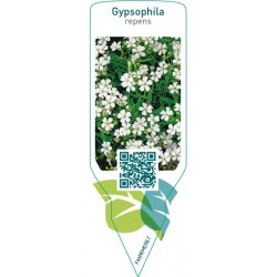 Gypsophila repens  white