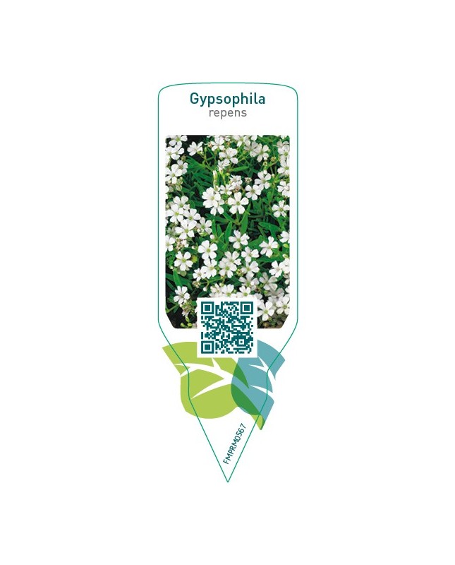 Gypsophila repens  white