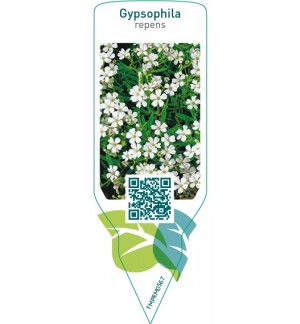Etiquetas de Gypsophila repens  white *