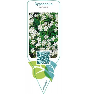 Etichette di Gypsophila repens  white *