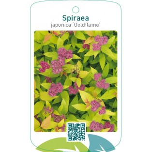Spiraea japonica ‘Goldflame’