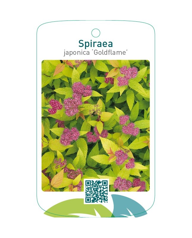 Spiraea japonica ‘Goldflame’