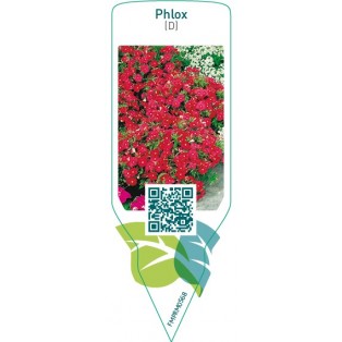 Phlox (D)  red