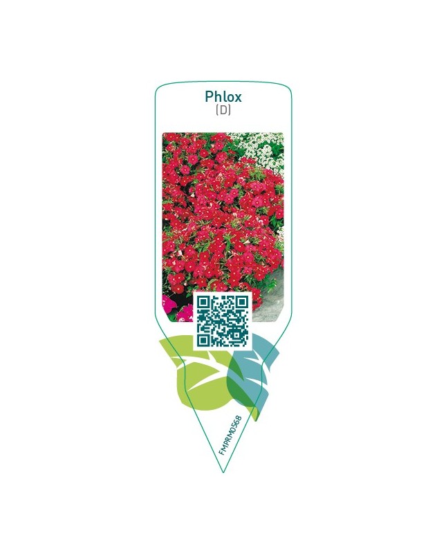 Phlox (D)  red