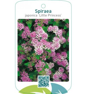 Spiraea japonica ‘Little Princess’