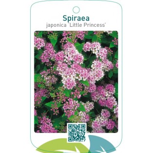 Spiraea japonica ‘Little Princess’