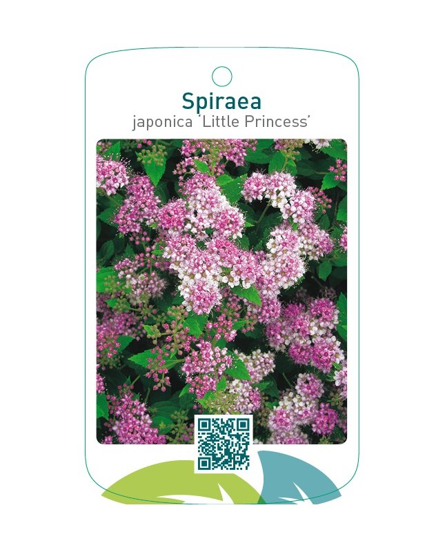Spiraea japonica ‘Little Princess’