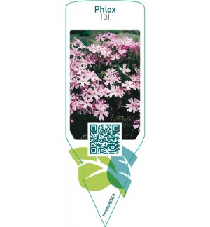 Phlox (D)  pink