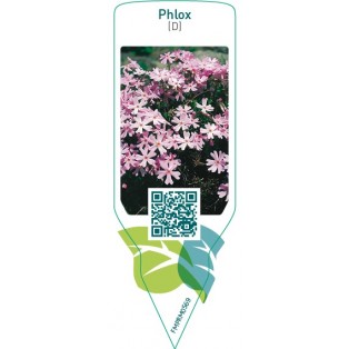Phlox (D)  pink