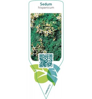 Sedum hispanicum