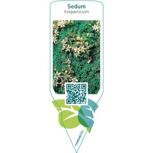 Sedum hispanicum