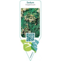 Sedum hispanicum