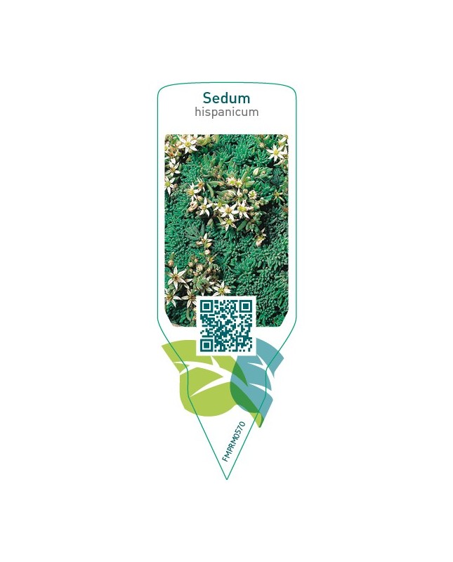 Sedum hispanicum