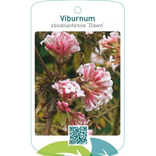 Viburnum xbodnantense ‘Dawn’