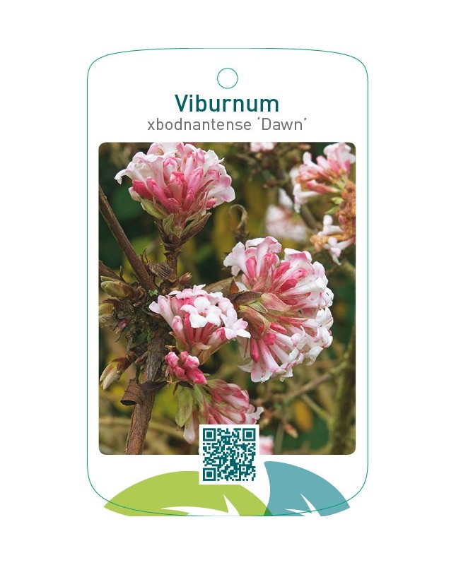 Viburnum xbodnantense ‘Dawn’