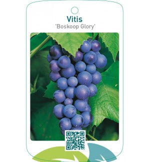 Vitis ‘Boskoop Glory’