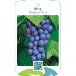 Vitis ‘Boskoop Glory’
