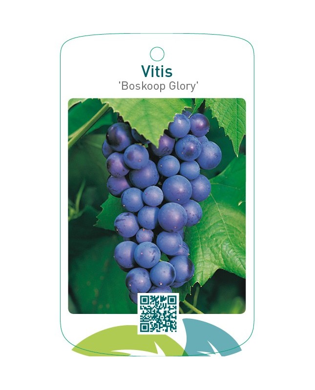 Vitis ‘Boskoop Glory’