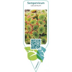 Sempervivum calcareum