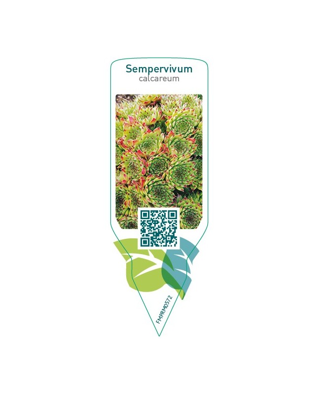 Sempervivum calcareum