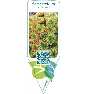 Etiquetas de Sempervivum calcareum *