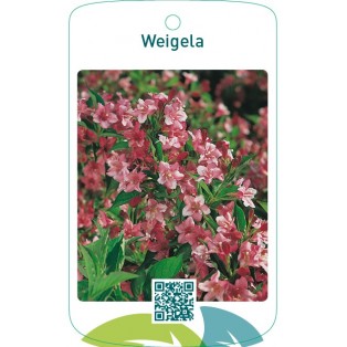 Weigela  roze