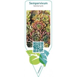 Sempervivum tectorum