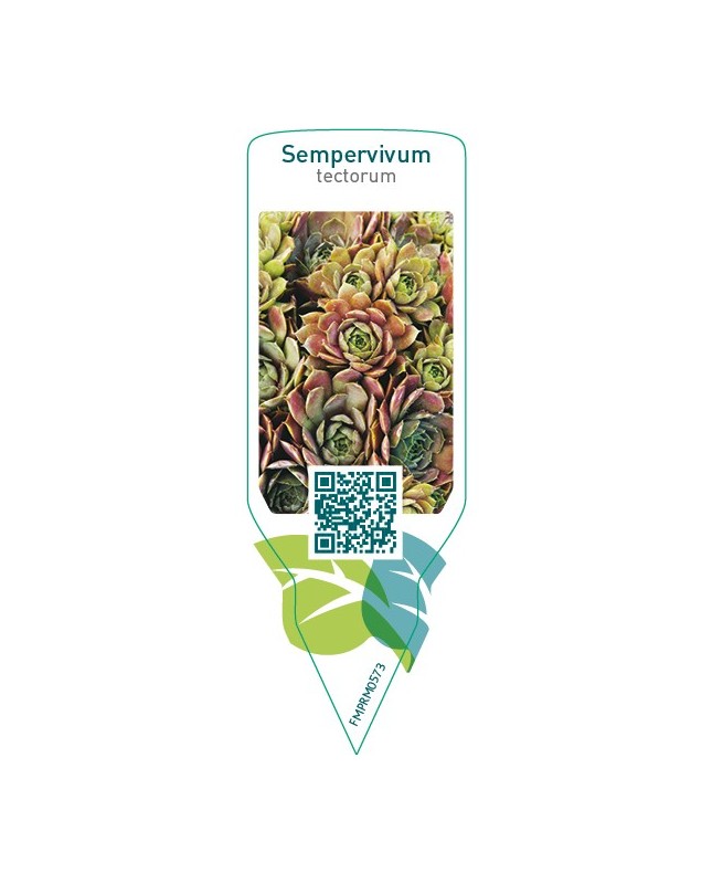 Sempervivum tectorum
