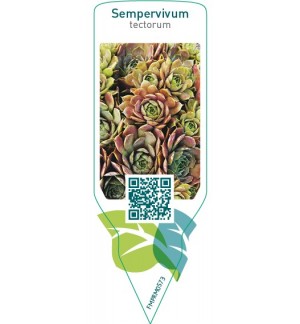 Etiquetas de Sempervivum tectorum *