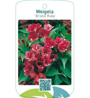 Weigela ‘Bristol Ruby’