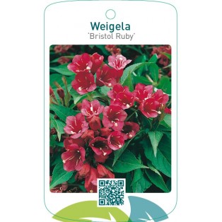 Weigela ‘Bristol Ruby’