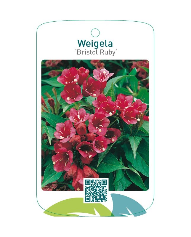 Weigela ‘Bristol Ruby’