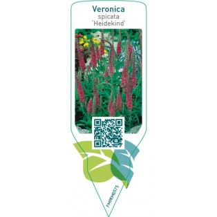 Veronica spicata ‘Heidekind’