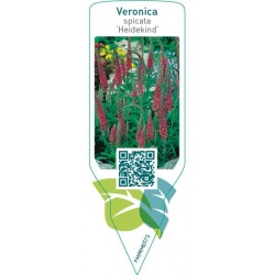 Veronica spicata ‘Heidekind’