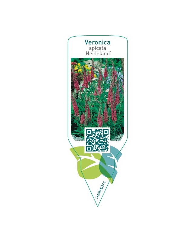 Veronica spicata ‘Heidekind’